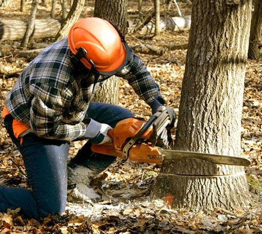 Tree Removal in West Point, TX